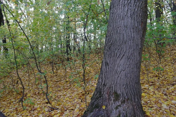 秋天的森林景观与美丽的树木 — 图库照片