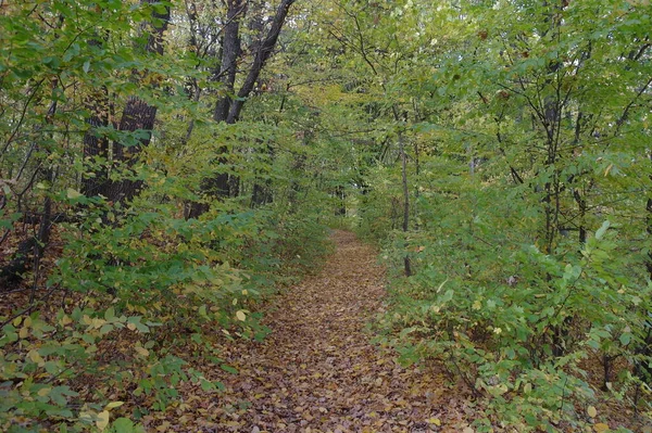 Prachtig Uitzicht Het Bos — Stockfoto