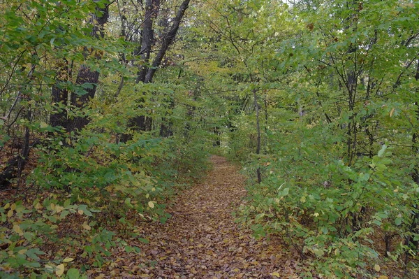 Осенний Лесной Пейзаж Дорожкой Вдоль Красивых Деревьев — стоковое фото