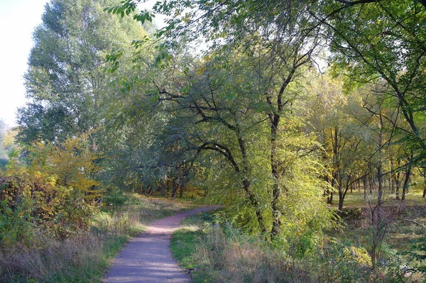 Autumn Forest Landscape Path Beautiful Trees — ストック写真