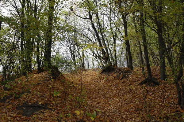 Krásná Krajina Podzimního Lesa — Stock fotografie