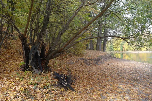 Herfst Bos Landschap Met Prachtige Bomen — Stockfoto