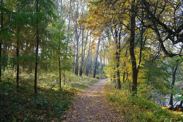 Beautiful View Autumn Forest — Stock Photo, Image