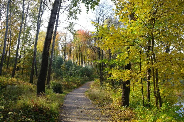 Autumn Forest Landscape Path Beautiful Trees — ストック写真