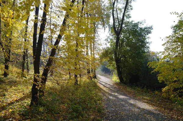 Paisaje Del Bosque Otoño Con Camino Largo Hermosos Árboles —  Fotos de Stock