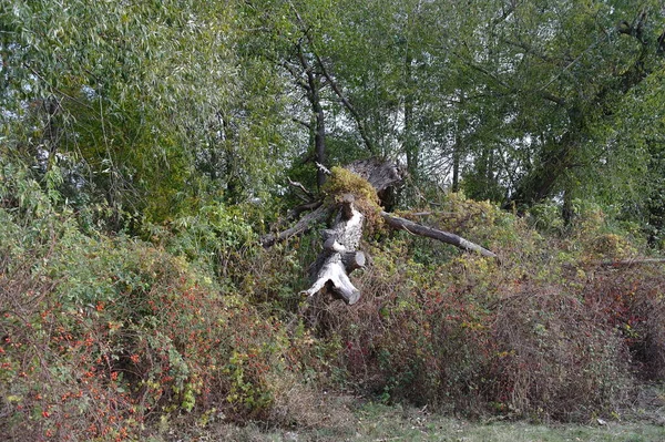 Une Belle Vue Sur Une Forêt Dans Parc — Photo