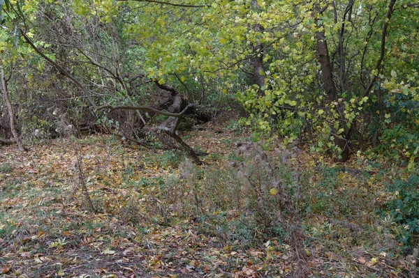 Herbstliche Waldlandschaft Mit Schönen Bäumen — Stockfoto