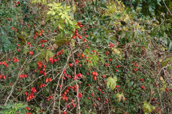 Bahçedeki bir ağacın kırmızı meyveleri