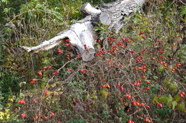 Primer Plano Una Hermosa Hierba Roja Verde —  Fotos de Stock