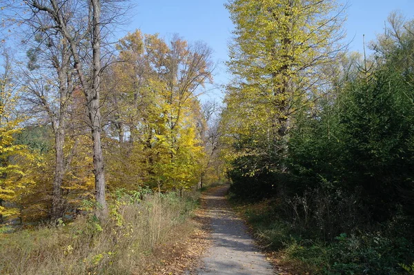 Hermosa Vista Del Bosque Otoño —  Fotos de Stock