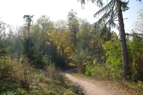 秋の森の美しい風景 — ストック写真