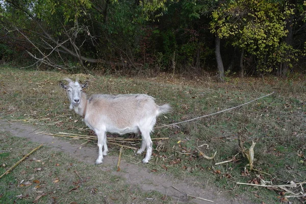 Capra Bianca Nella Foresta — Foto Stock