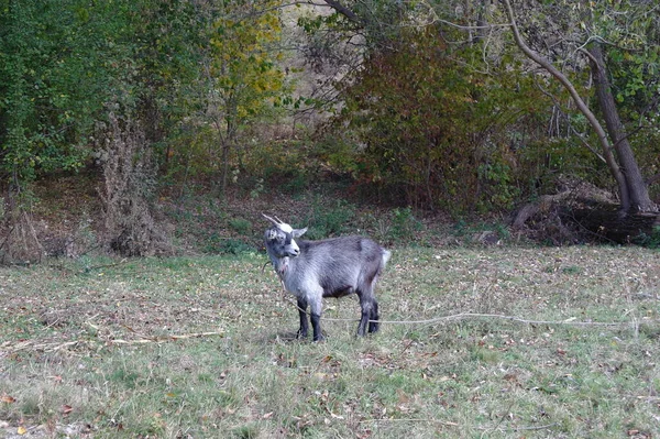 Giovane Cervo Nella Foresta — Foto Stock