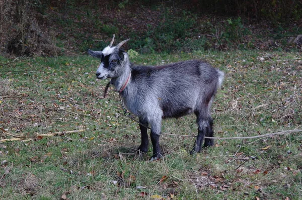 Capra Nella Foresta — Foto Stock