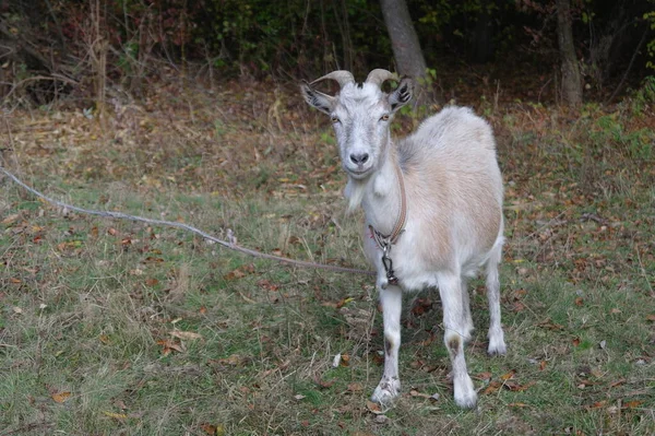 Capra Nella Foresta — Foto Stock