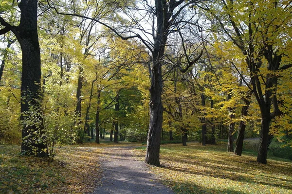 Мальовничий Пейзаж Осінніми Деревами — стокове фото