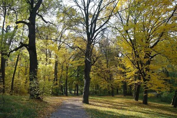 Beautiful Autumn Landscape Bright Trees — Foto Stock