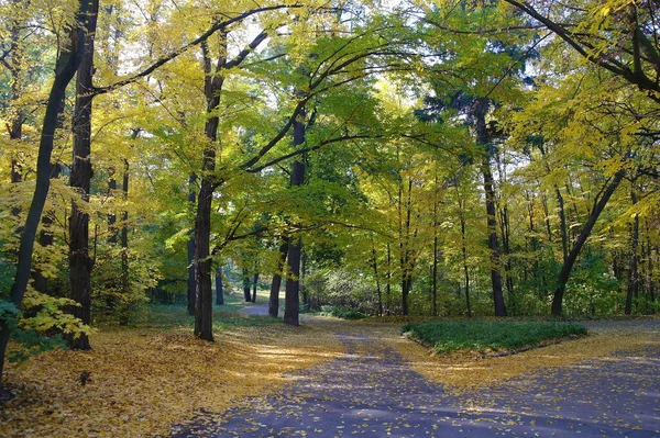 Paisaje Pintoresco Con Árboles Otoño —  Fotos de Stock