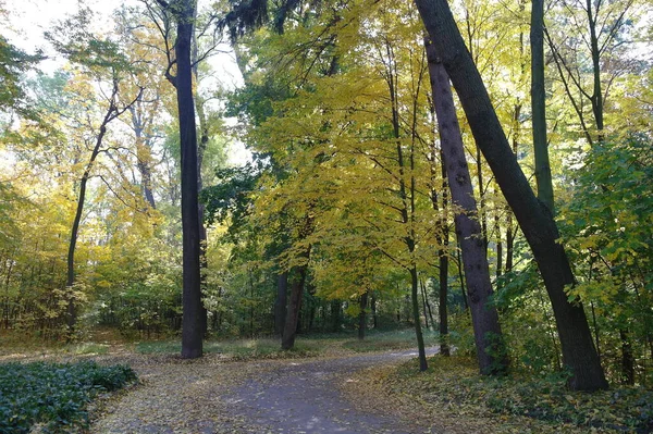 Herfst Boslandschap Met Pad Langs Prachtige Bomen — Stockfoto