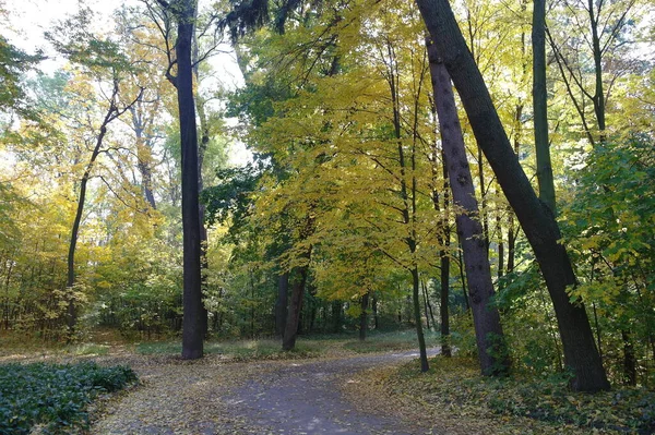 Осінній Лісовий Пейзаж Доріжкою Уздовж Красивих Дерев — стокове фото