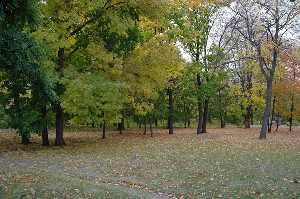秋の木々が美しい風景 — ストック写真