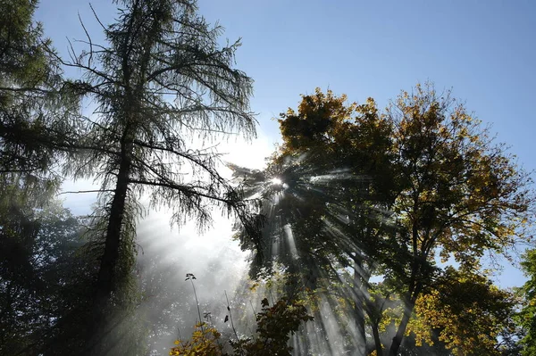 Gyönyörű Kilátás Nyílik Erdőre Reggel — Stock Fotó