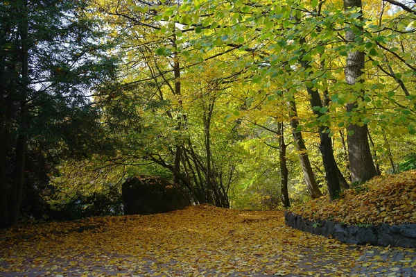 Jesienny Las Krajobraz Pięknymi Drzewami — Zdjęcie stockowe
