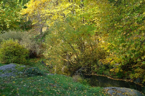 Otoño Bosque Paisaje Con Hermosos Árboles — Foto de Stock