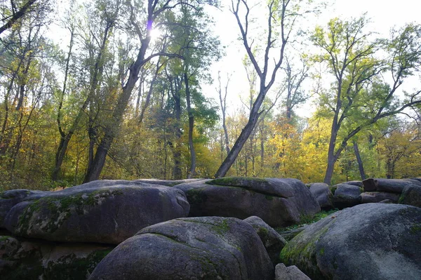 Paysage Pittoresque Avec Des Arbres Des Pierres Automne — Photo