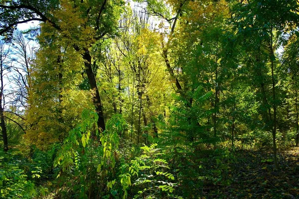 秋の美しい森 — ストック写真