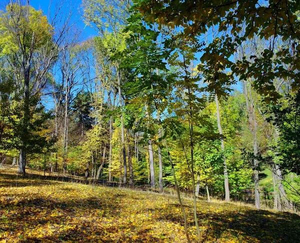 Herfst Bos Landschap Met Prachtige Bomen — Stockfoto