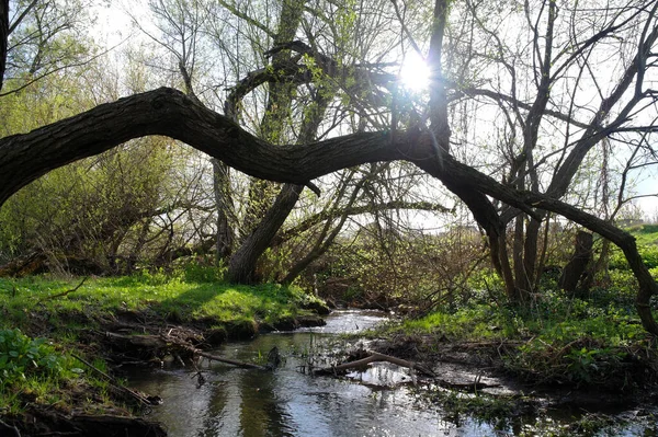 Bellissimo Paesaggio Primaverile Con Fiume — Foto Stock