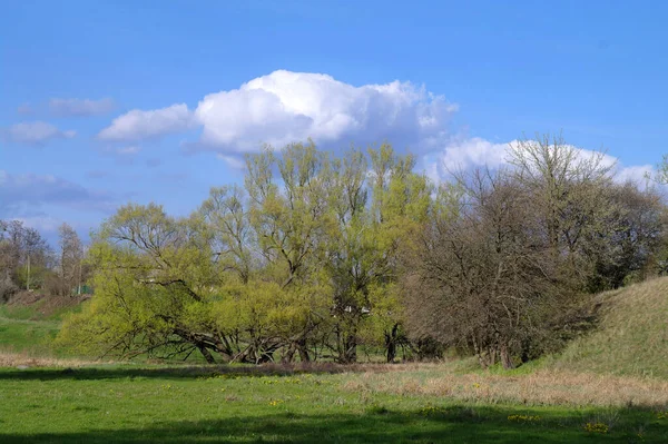 木々や青空が広がる美しい風景 — ストック写真