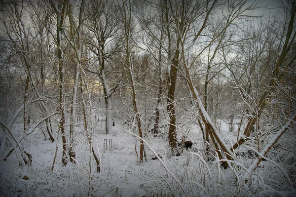 Paysage Hivernal Avec Arbres Enneigés — Photo