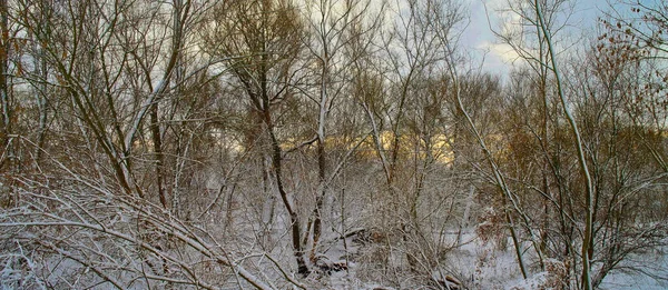 Зимовий Пейзаж Засніженими Деревами — стокове фото