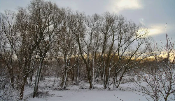 Paysage Hivernal Avec Neige Arbres — Photo