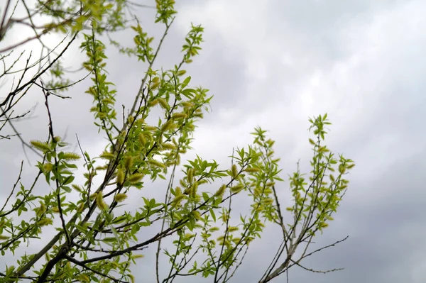 Groene Bladeren Aan Boom — Stockfoto