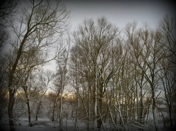 Paysage Hivernal Avec Arbres Neige — Photo