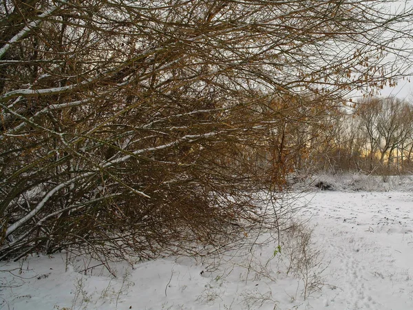 Paisaje Invernal Con Árboles Cubiertos Nieve —  Fotos de Stock