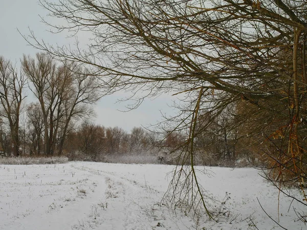나무로 뒤덮인 — 스톡 사진