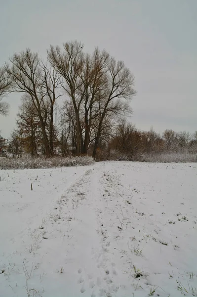 Hermoso Paisaje Con Nieve Árboles — Foto de Stock