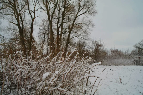 Paysage Hivernal Avec Arbres Enneigés — Photo