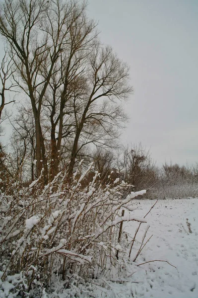 Paysage Hivernal Avec Arbres Enneigés — Photo