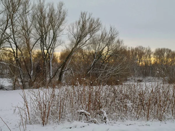 Зимний Пейзаж Снегом Деревьями — стоковое фото