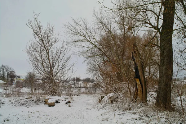 Winterlandschaft Mit Schnee Und Bäumen — Stockfoto