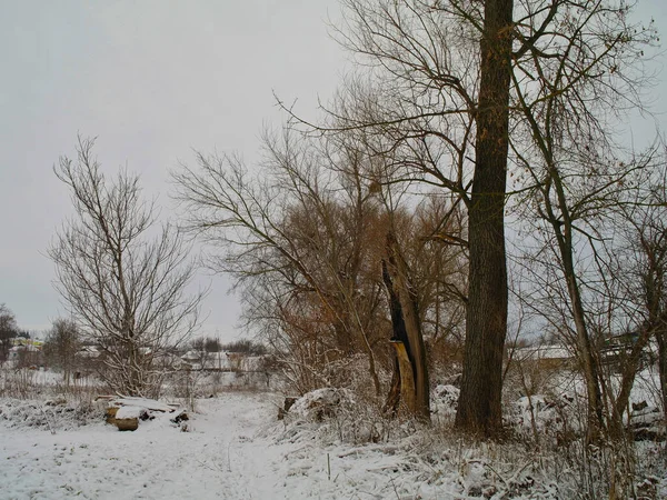 Paisaje Invernal Con Nieve Árboles —  Fotos de Stock