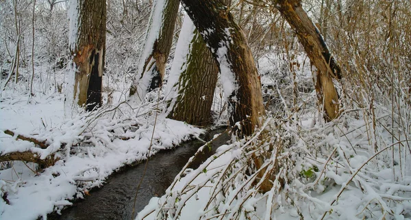 Beautiful Shot Nature Scene — Zdjęcie stockowe