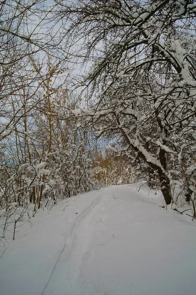 Paisaje Invernal Con Árboles Cubiertos Nieve — Foto de Stock