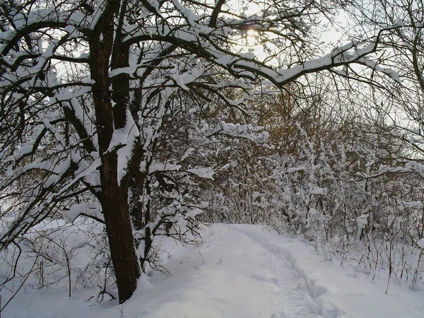 Paisaje Invernal Con Árboles Cubiertos Nieve —  Fotos de Stock