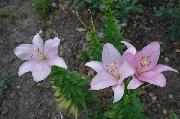 Belles Fleurs Poussant Dans Jardin Flore — Photo